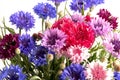 ÃÂ¡ornflowers in blue, purple, pink, burgundy, and white blooms. Summer  flower background Royalty Free Stock Photo